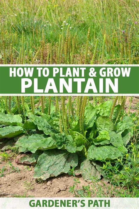  Techniques for Optimal Growth of Plantain Plants
