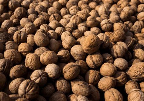  The Historical Significance of Walnuts as a Representation of Wealth and Fortune