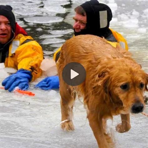  The Significance of Rescuing Canines from Perilous Waters 