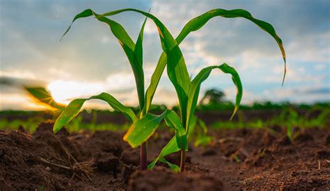  Understanding the Significance of Maize Plant in Dreams 