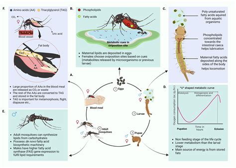  Unraveling the Intricate Lives of Mosquitoes 