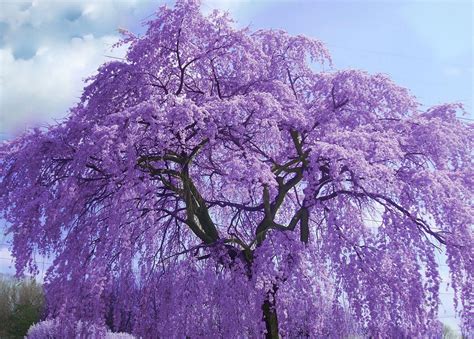  Unveiling the Folklore and Beliefs Surrounding Majestic Violet Trees