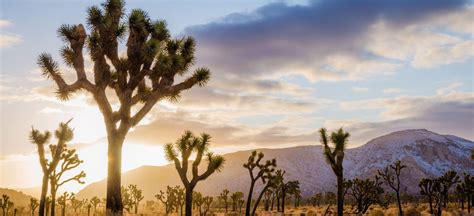  Unveiling the Mysteries of the Joshua Tree: A Symbol of Strength and Resilience 