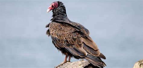  Unveiling the Role and Symbolism of the Majestic Avian: Turkey Vulture 