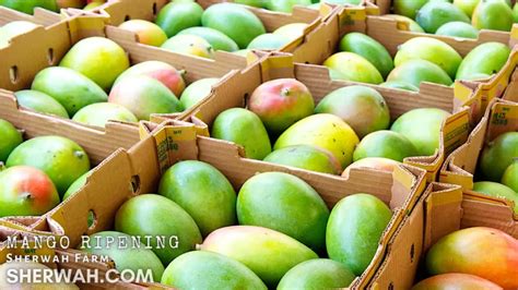  Unveiling the Secrets of Mango Cultivation: Factors for Flavorful, Succulent Harvest