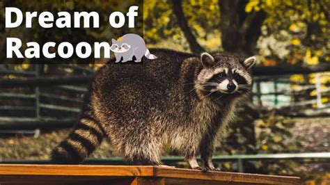  Unveiling the Significance of a Raccoon Bite in your Dreams 