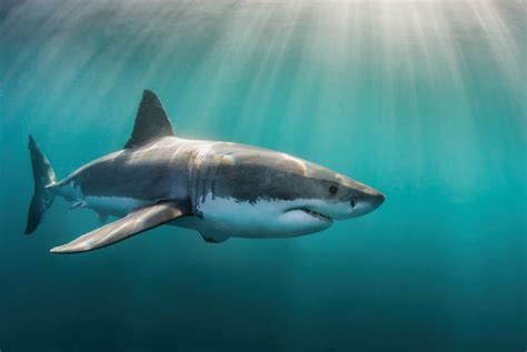  Unveiling the Symbolism of Sharks as Representations of Fear 