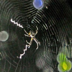  Will the Colors of Blue Spiders Bring Forth Special Meanings in Your Dreams? 