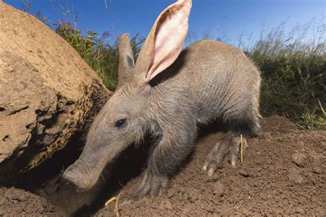 - A Journey into the Peculiar Adaptations of the Extraordinary Burrowing Rodent