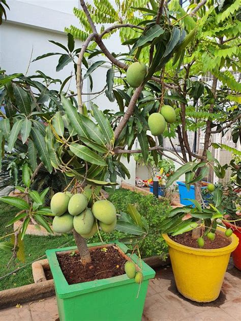 4 Essential Steps to Achieve Your Aspiration of Cultivating a Mango Plant