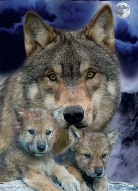 A Beautiful Contradiction: Understanding the Dual Nature of Wolves