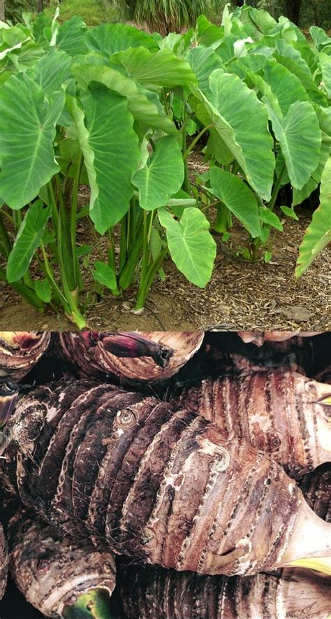 A Beginner's Guide to Planting Cocoyam