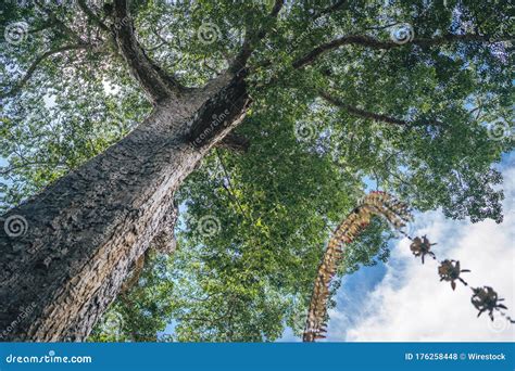 A Bird's Eye View: Birdwatching in the Canopy