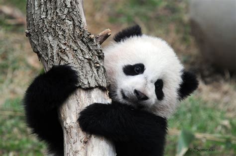 A Captivating Experience: My Imaginings of a Baby Panda