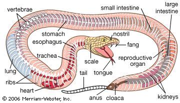 A Closer Look: Anatomy and Physical Features of the Spit-Cobra