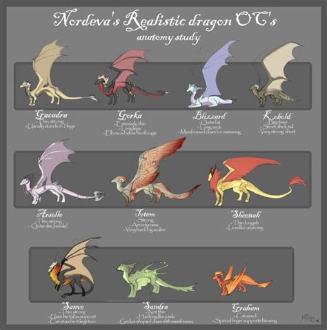 A Closer Look at Various Dragon Species