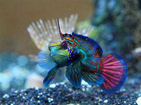 A Closer Look at the Aquatic Elegance of Marine Fish