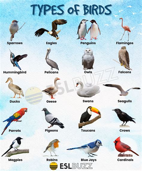 A Closer Look at the Bird’s Physical Characteristics and Symbolic Interpretations