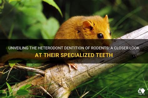 A Closer Look at the Significance of Rodents in the Professional Environment