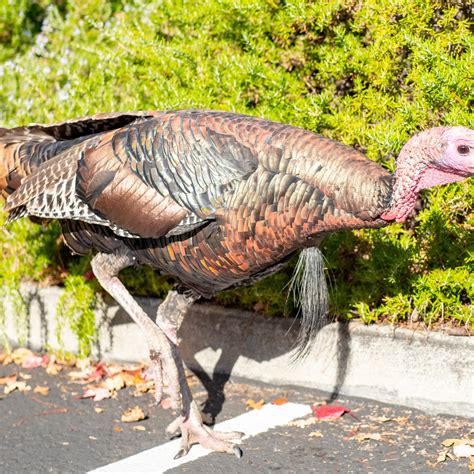 A Closer Look at the Striking Features and Stunning Plumage of Wild Turkeys