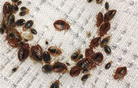 A Community Issue: How Bed Bugs Spread in Apartment Buildings