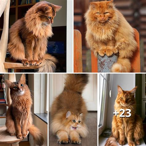 A Declaration of Individuality: How Shorn Felines Showcase the Distinctness of their Owners