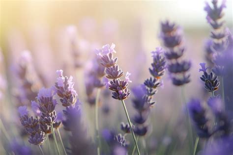 A Deeper Exploration into the Significance of Lavender Blossoms