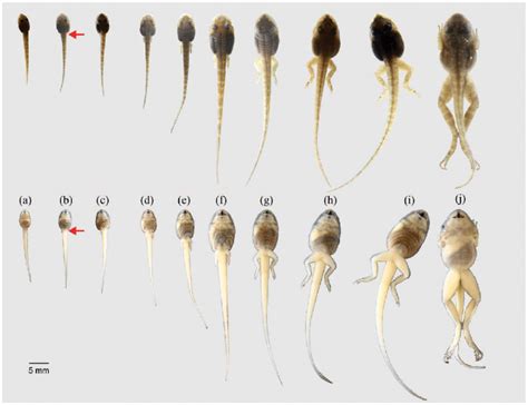 A Deeper Investigation into the Anatomy of Tadpoles: Exploring the Transition Process