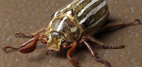 A Deeper Look: Various Forms of Beetles and Their Symbolism