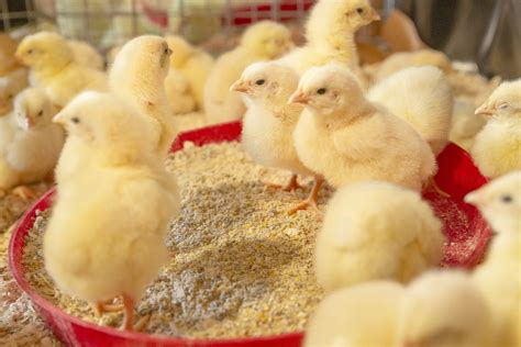 A Deeper Understanding of Dreams Involving the Rescue of Young Poultry