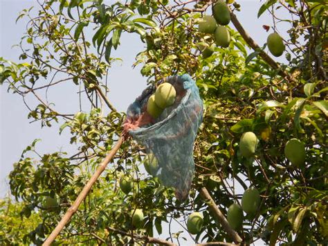 A Delicious Expedition: Exploring the Sensational Journey to Tropical Mango Harvesting