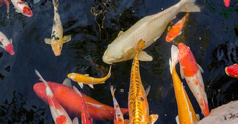 A Dive into the Pond: Analyzing the Different Types of Fish and their Meanings