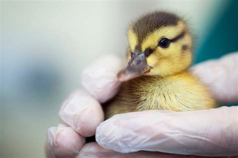 A Dream of Rescuing Tiny Ducklings: An Uplifting Account of Assisting Nature's Smallest Offspring