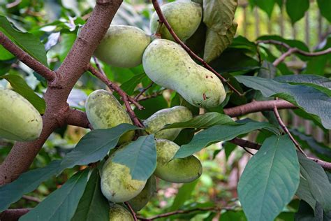 A Fascinating Exploration of Pawpaw Cultivation and Harvesting