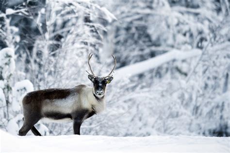 A Fascinating Glimpse into the Enigmatic Lives of Arctic Caribou