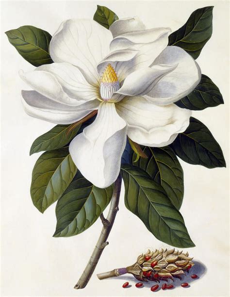 A Fascinating History: White Flowers in Art and Literature