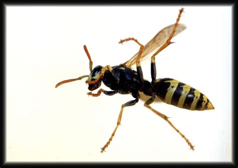 A Fearful Pursuit: Chasing the Elusive Wasp