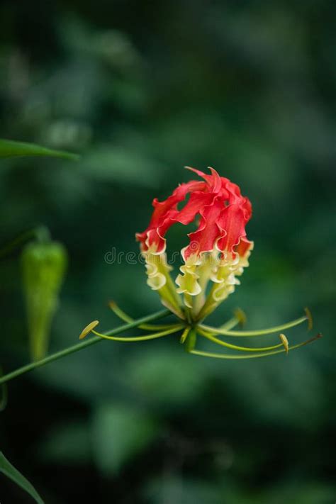 A Fiery Blossom: Exploring the Symbolism of the Scarlet Lily