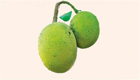 A Flourishing Industry: Economic Opportunities and Potential of the Jackfruit Market