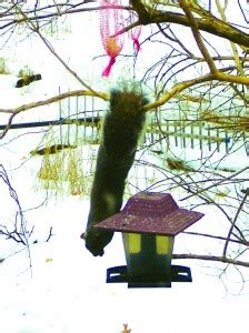 A Frightening Encounter: When Nature's Furry Acrobats Strike