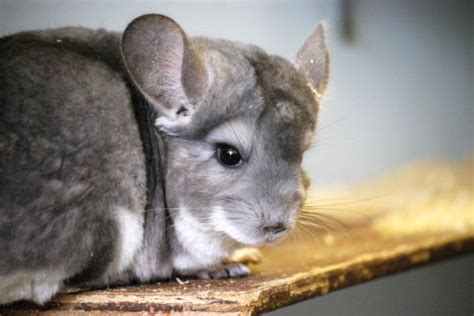 A Fur Unlike Any Other: Exploring the Distinctive Coat of Snowy Chinchillas