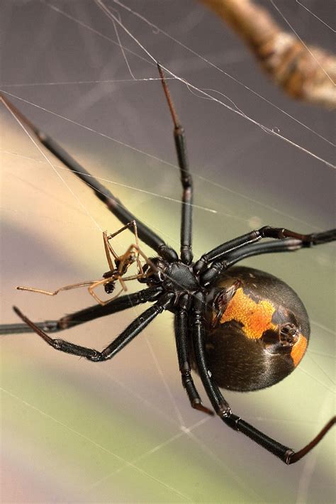 A Future with Equal Researchers: Exploring the Role of Male Black Widow Studies