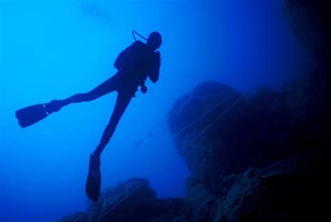 A Glance at the Subaqueous Realm: The Enchantment of Marine Life