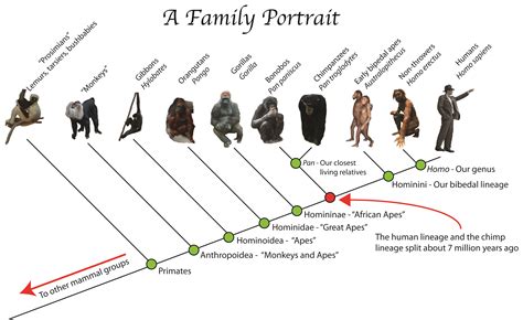 A Glimpse into Human Evolution through Communicating Primates