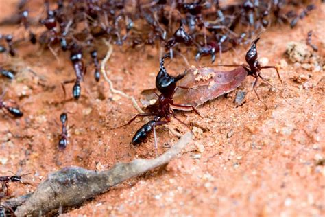 A Glimpse into the Daily Life of Enthralling Safari Ants