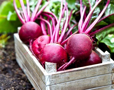 A Glimpse into the Enchanted History of Crimson Beets