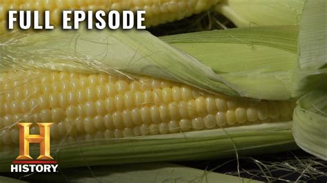 A Glimpse into the Journey of Maize: From Ancient Grains to Modern Marvels