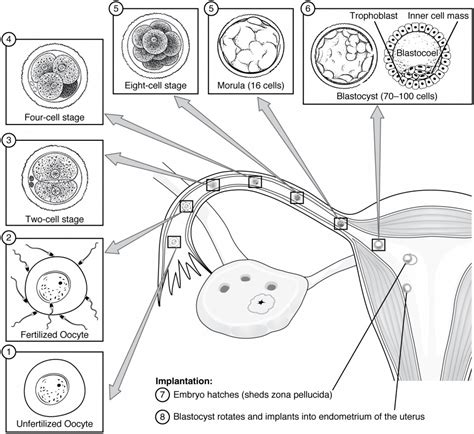 A Glimpse into the Journey of the Embryo Inside the Shell