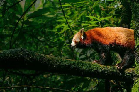 A Glimpse into the Life of a Magnificent Panda: Eating Habits and Diet