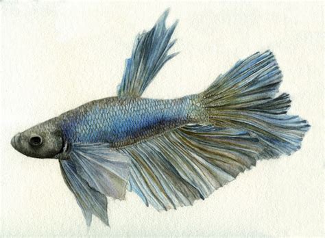 A Glimpse into the Past: The Origins and Cultural Significance of Siamese Battle Fish